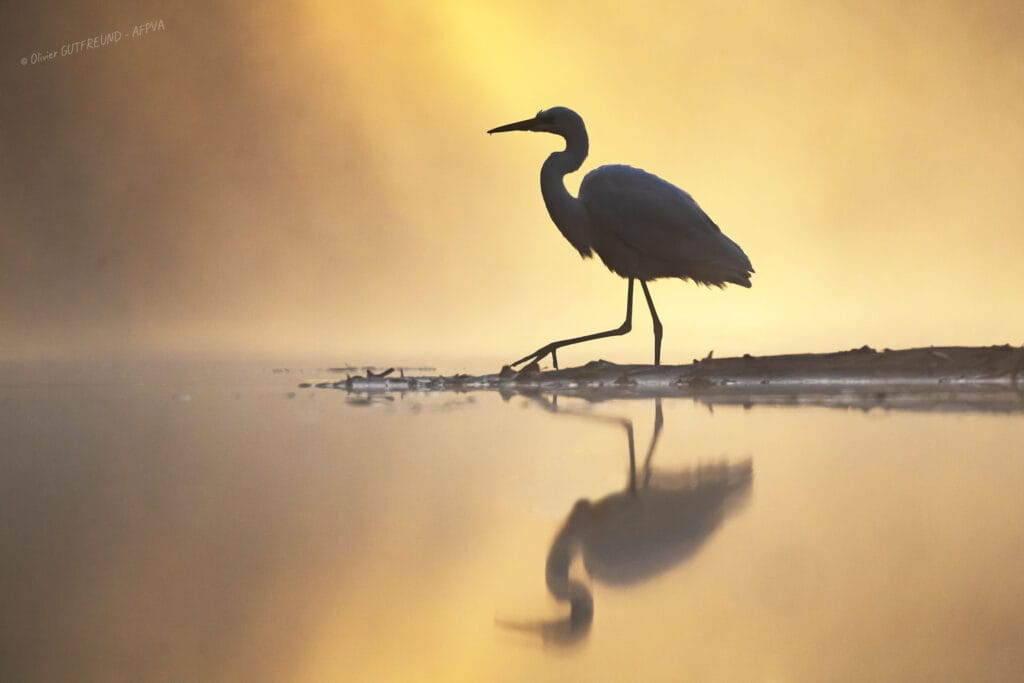 GUTFREUND expo lestrem (2)_resultat