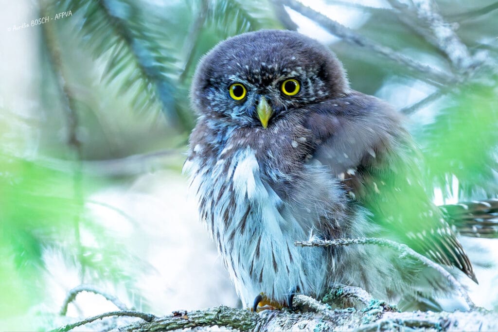 chevèchette_resultat