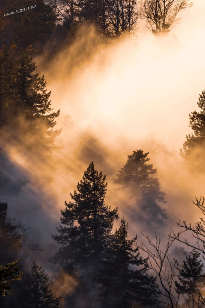 lumière dorée1_resultat