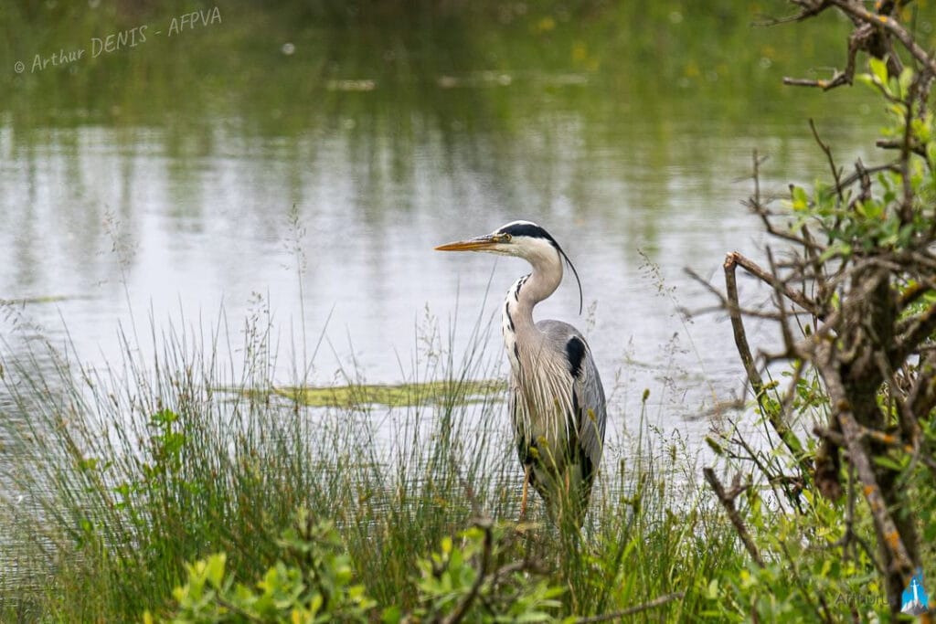 AFPVA-2025-apercu_DSC0748-06062021_resultat