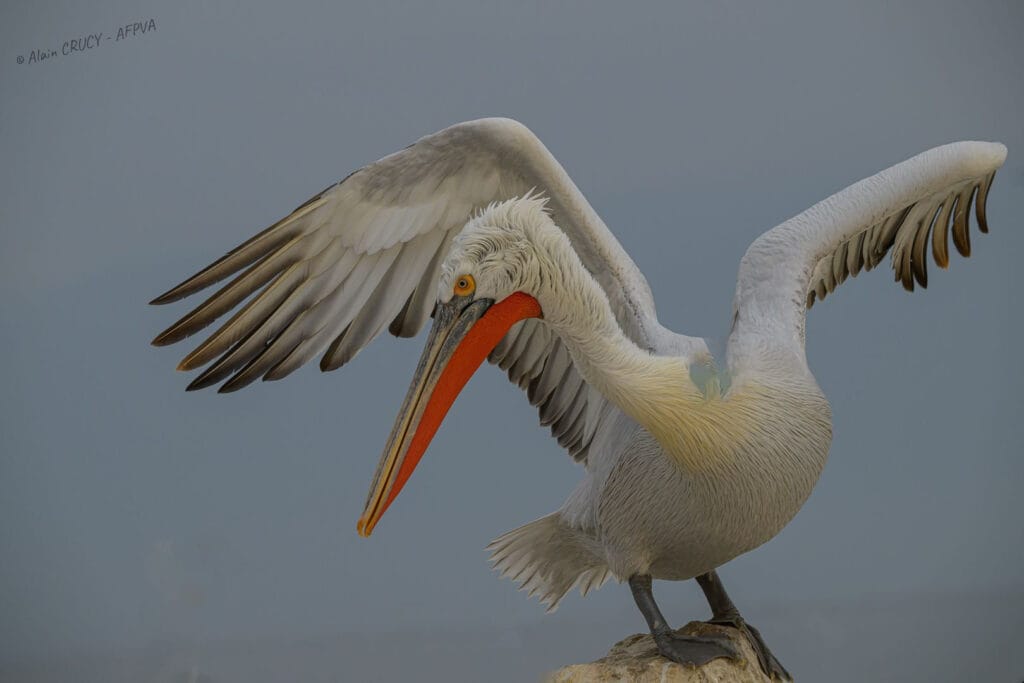 Pélican frisé_resultat