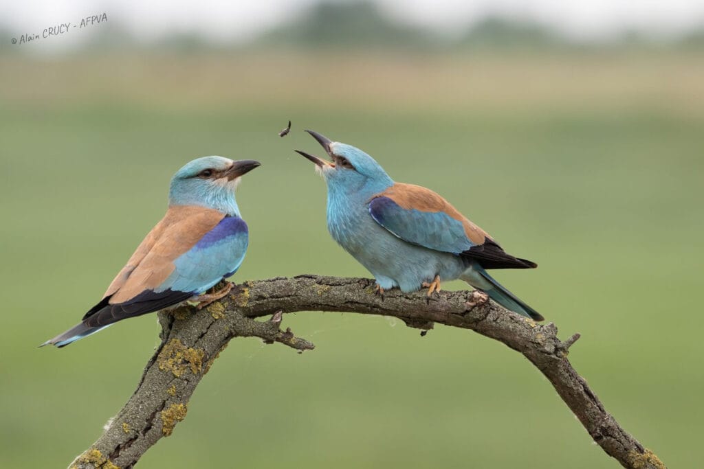 Rollier d'Europe_resultat