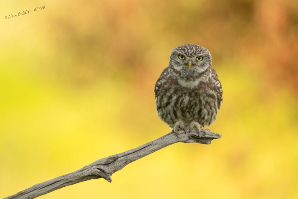 chevêche d'Athéna_resultat